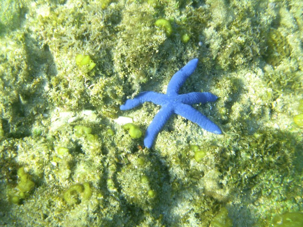 Blue Seastar Cottages Agpudlos Dış mekan fotoğraf